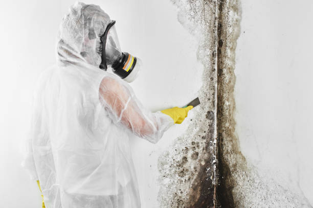 Trusted Cherryville, PA Mold Removal Experts