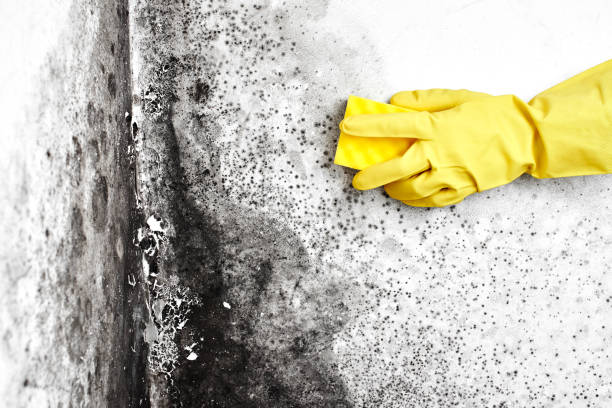 Attic Mold Removal in Cherryville, PA