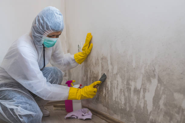Cherryville, PA Mold Removal Company