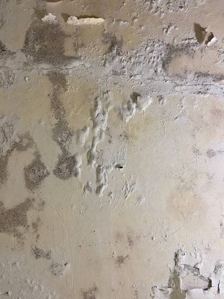 Best Same-Day Mold Removal  in Cherryville, PA